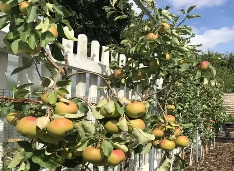 Kitchen Garden