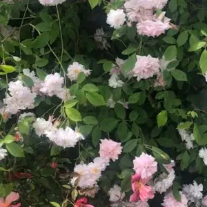 White Climbing Rose