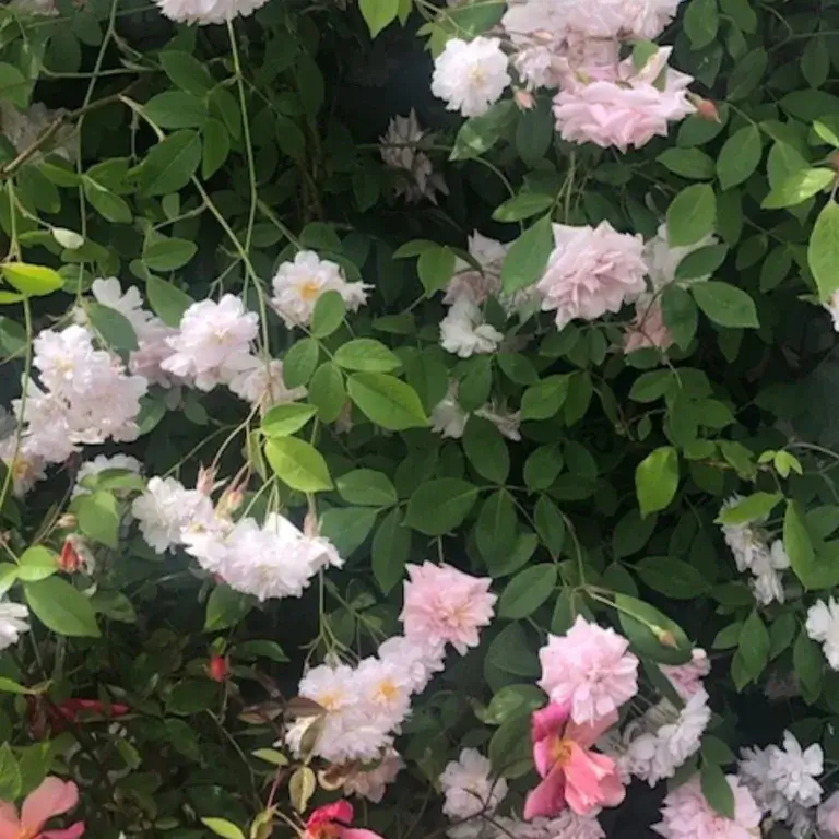 Pruning a Shrub Rose