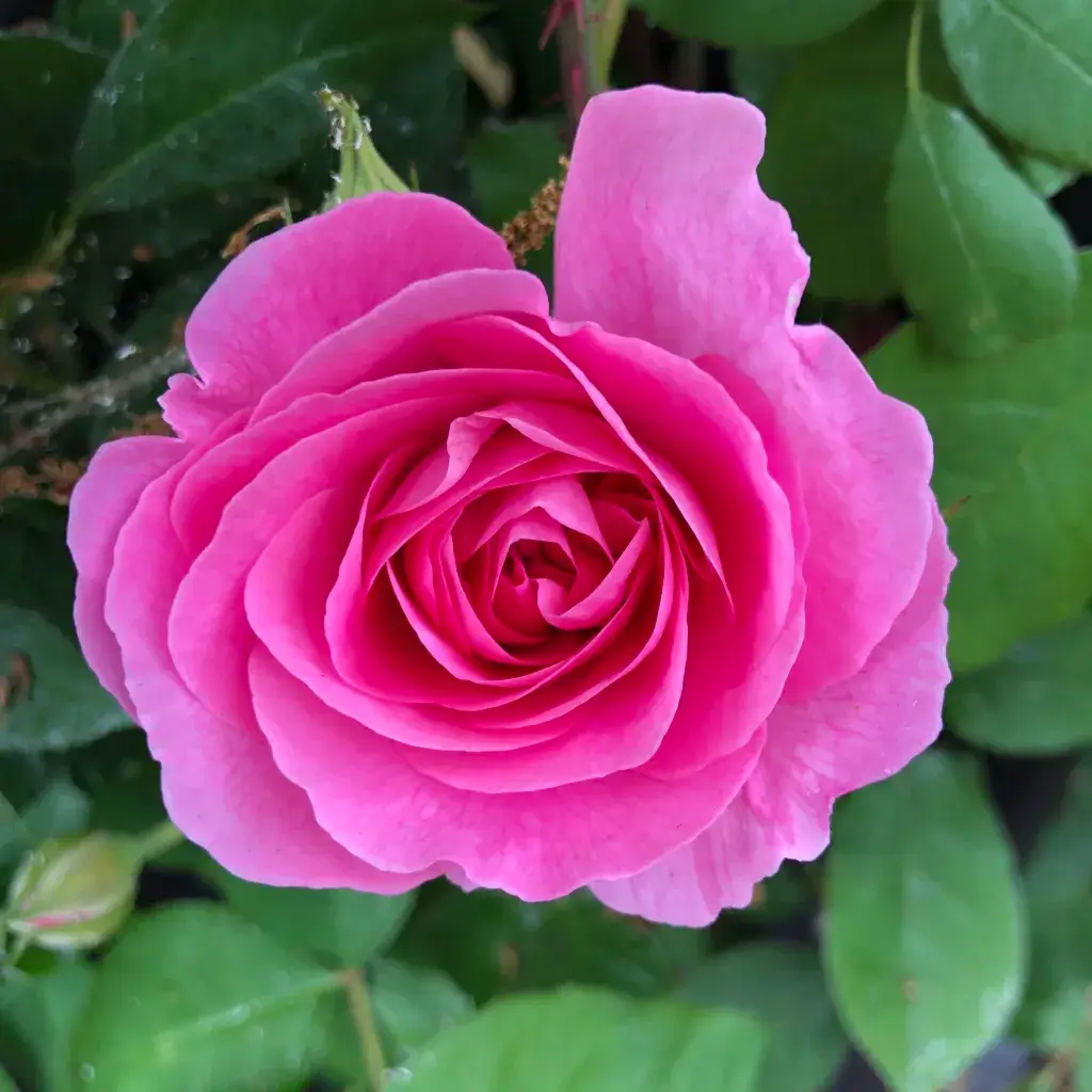 Pink Rose